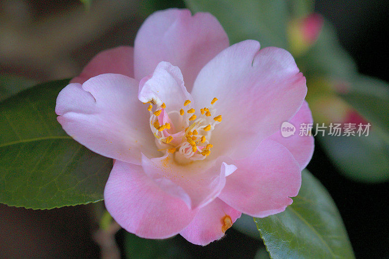 茶花/日本茶花